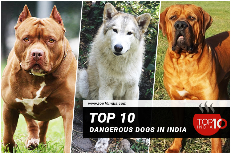 top-10-dangerous-dogs-in-india