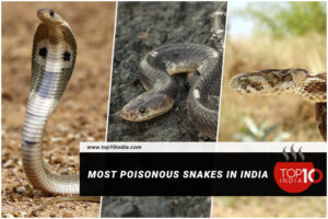 Most Poisonous Snakes In India