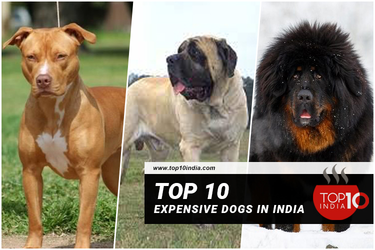 Top 10 Expensive Dogs In India