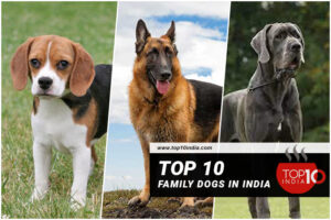 Top 10 Family Dogs In India