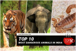 Top 10 Most Dangerous Animals In India